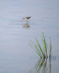 Marsh sandpiper forages in the shallow water. Bird and green reeds are reflected on the calm surface