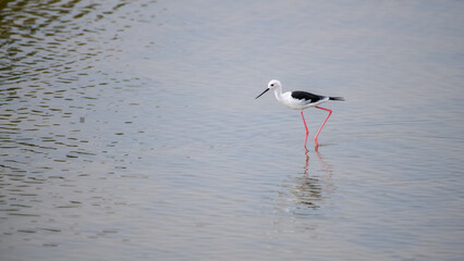 A Black-winged Stilt forages in the shallow water, reflection on the calm surface