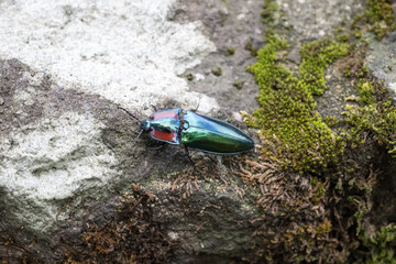 A beautiful click beetle. (Campsosternus yasuakii)