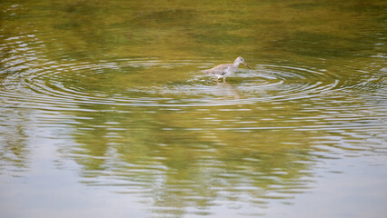 Redshank bird forage in shallow waters, creating ripples on the water surface.