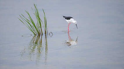 A Black-winged Stilt forages, dipping its beak into the shallow water, while the bird and green reeds are reflected on the calm surface
