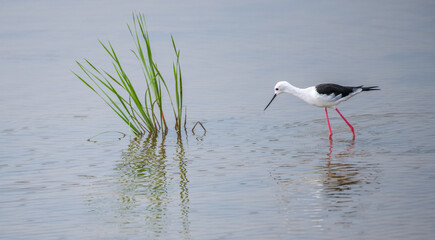 A Black-winged Stilt forages, dipping its beak into the shallow water, while the bird and green...