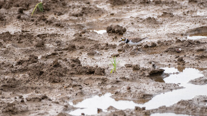 Little ringed plover foraging on the mud at Yala National Park. The bird’s reflection is visible in the still surface of the water