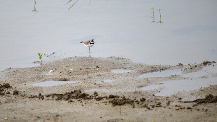 Little ringed plover standing in shallow water near the muddy edge of a pond at Yala National Park. The bird’s reflection is visible in the still surface of the water