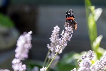 BUTTERFLY 2
