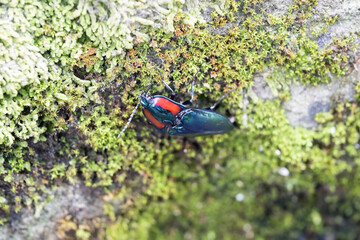 A beautiful click beetle. (Campsosternus yasuakii)