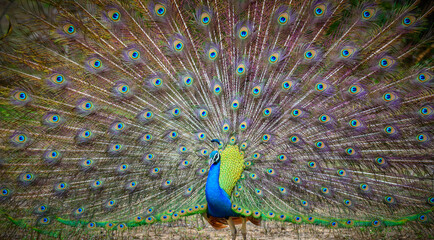 Peacock dance display at Yala National Park, Sri Lanka. The feathers are spread in a full fan, showing eye-like patterns