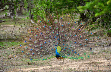 Peacock dance display at Yala National Park, Sri Lanka. The feathers are spread in a full fan, showing eye-like patterns