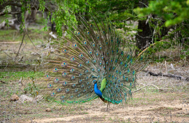 Obraz premium Peacock dance display at Yala National Park, Sri Lanka. The feathers are spread in a full fan
