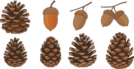 Illustration of pine cones, acorns, botanical nature drawing, forest elements, detailed vector, educational graphic, seasonal decor, high-quality artwork