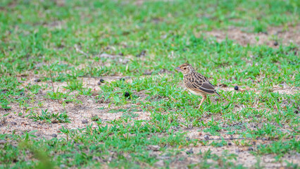 Jerdon's bush lark on the grass at Yala National Park, Sri Lanka.