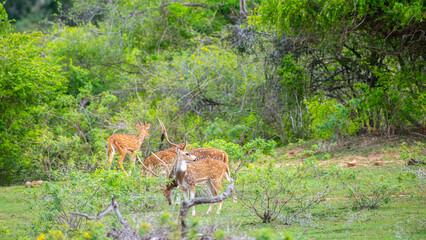 Herd of Ceylon spotted deer grazing at Yala National Park, Sri Lanka