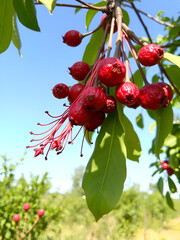 Red berry fruit of Cane Apple Arbutus Unedo growing on the tree