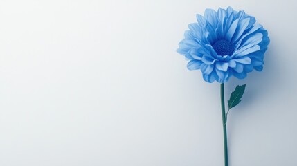 Light blue flower on white background