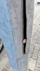 Snail Hidden in a Metal Post Crevice Close-Up