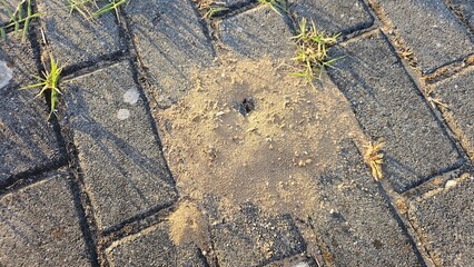 Close-Up of Ant Nest Hole Surrounded by Sand on Pavement