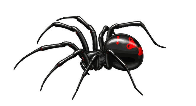 Highly detailed vector illustration of black widow spider with glossy black exoskeleton