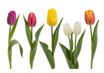 Vibrant Spring Tulips:  Five Colorful Blooms Isolated on . Studio Shot  transparent background