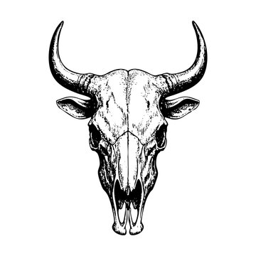 bull skull sketch engraving black and white outline. Scratch board imitation.