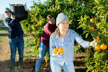 Female hired employee harvesting tangerines in the garden