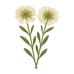 Fototapeta premium PNG Delicate floral botanical illustration