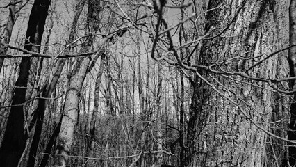 tree bark texture