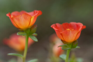 Dreamy portulaca flowers blooming in a summer garden.