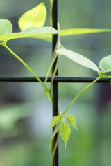 Apios americana grows as a vine on a trellis in the garden.