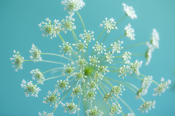 A blooming corander plant on a blue background.