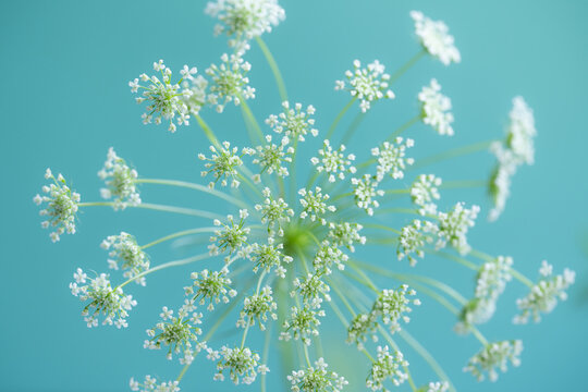 A blooming corander plant on a blue background.
