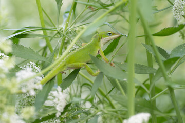 A vibrant green lizard in a wildlife garden.