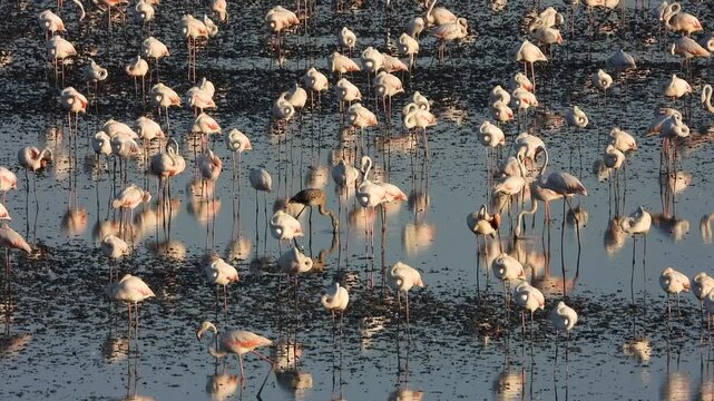 Flamencos j&oacute;venes con sus padres en la Reserva natural de Laguna de Fuente de Piedra