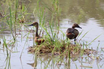 Pair of Ducks in Wetland: A pair of ducks stands elegantly amidst tall grasses and the gentle...