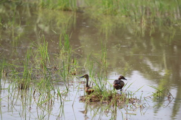 Duckling Serenity: A serene snapshot featuring two ducks amidst the tranquility of wetland habitat, peacefully coexisting with their natural environment.