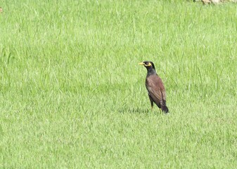 Indian Myna on a Grassy Field: An Indian myna stands alertly in a verdant field, its presence a reminder of nature's resilience and adaptability. The verdant field serves as a backdrop.