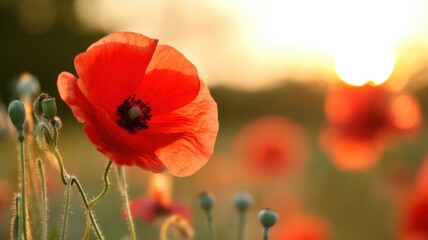 Fototapeta premium A vibrant red poppy bloom with delicate petals stands against a soft green background during golden hour sunset lighting