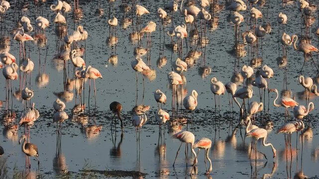 Grupo de flamencos adultos con sus cr&iacute;as