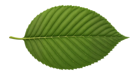 American beech leaf with oval shape and prominent parallel veins