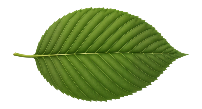 American beech leaf with oval shape and prominent parallel veins