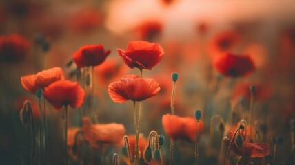 Fototapeta premium A vibrant field of red poppies with delicate petals and slender green stems,