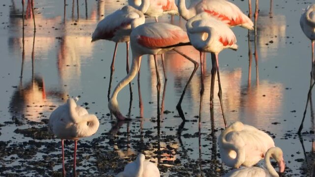 Flamencos adultos 