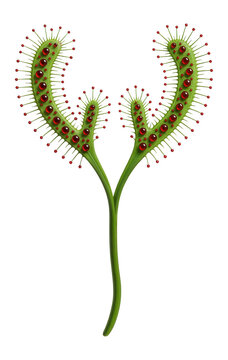 Drosera binata with forked leaves and sticky, glistening red glands