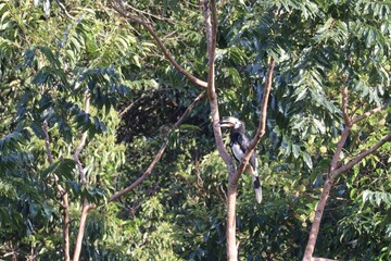 Hornbill Perched: The Oriental pied hornbill, perched on a branch within a lush canopy, a testament...