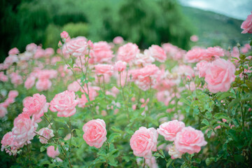 Beautiful pink roses in a rose field with bokeh effect