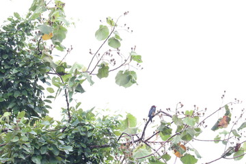 Nature's Perch: A small bird perched gracefully amidst lush foliage, blending seamlessly with the surrounding greenery in a serene outdoor scene.