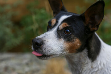 Portrait of a dog where we can see its muzzle and intelligent gaze in focus.
