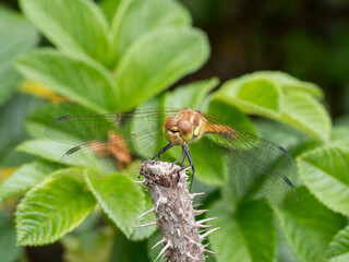 Yellow Darter Dragonfly (Sympetrum flaveolum), an insect with intense color and texture of wings, selective focus at close range, natural environment, macro dynamic element