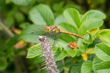 Yellow Darter Dragonfly (Sympetrum flaveolum), an insect with intense color and texture of wings, selective focus at close range, natural environment, macro dynamic element