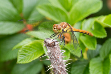 Yellow Darter Dragonfly (Sympetrum flaveolum), an insect with intense color and texture of wings,...