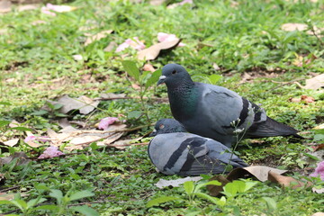 Serene Pair of Pigeons on Green Lawn: Capturing the quiet moments of two pigeons resting on a verdant lawn, basking in the tranquility of their natural habitat.